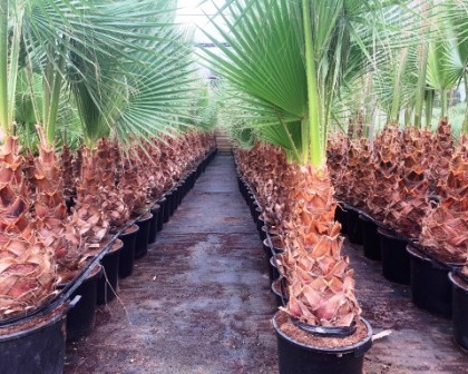 Washingtonia robusta 60/80 trunk in container